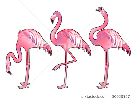 Cute graphic flamingo 30030567