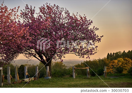 Chiba Prefecture Yae Sakura Akimoto Farm Chiba Prefecture Yae Sakura Akimoto Farm 30030703