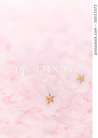 One side cherry blossom petal blur background 30031073