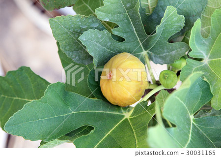 Edible yellow figs fruit on the branch of the fig  30031165