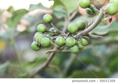 Fresh Solanum Torvum fruits or  turkey berry. 30031169