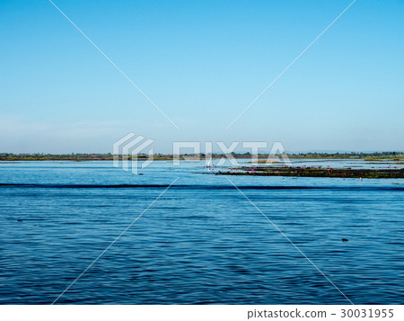 red lotus lake in North East of Thailand red lotus lake in North East of Thailand 30031955