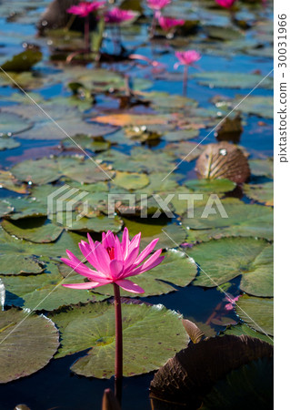 red lotus lake in North East of Thailand red lotus lake in North East of Thailand 30031966