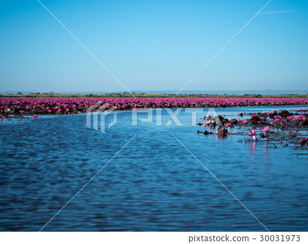 red lotus lake in North East of Thailand red lotus lake in North East of Thailand 30031973
