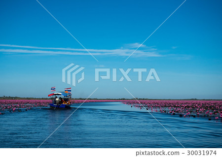 red lotus lake in North East of Thailand  30031974