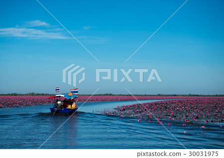 red lotus lake in North East of Thailand  30031975