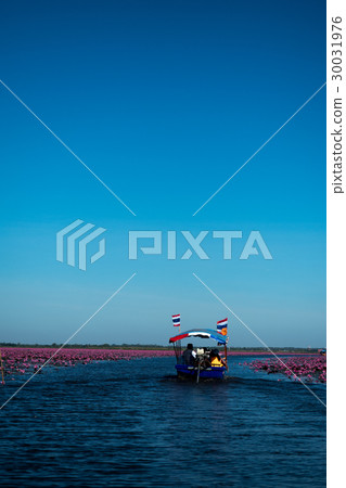 red lotus lake in North East of Thailand red lotus lake in North East of Thailand 30031976