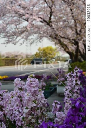 Spring bloom Sakura Namiki 30032918