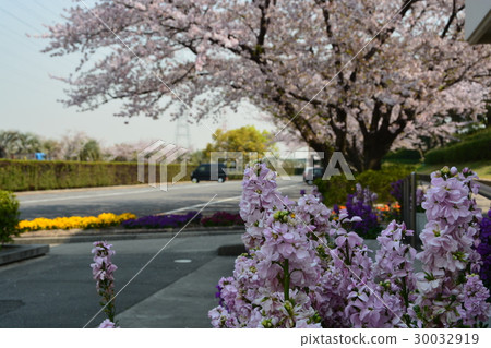 Spring bloom Sakura Namiki 30032919