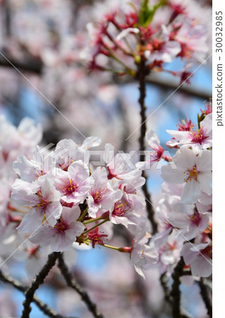 Spring bloom Sakura Namiki Spring bloom Sakura Namiki 30032985