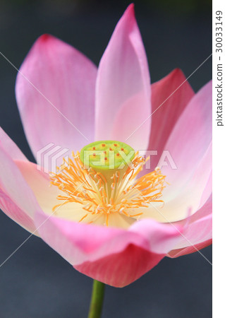 Close-up of pink waterlily on tropical garden Close-up of pink waterlily on tropical garden 30033149