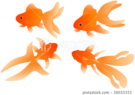 Swimming goldfish - Stock Illustration [30033353] - PIXTA