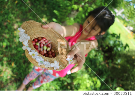 Asian girls are harvested the fruit in the garden. Asian girls are harvested the fruit in the garden. 30033511