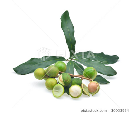 Macadamia with leaves isolated on white background 30033954