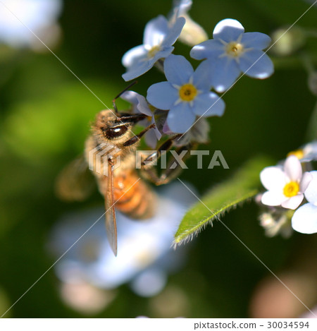 Western honeybee who came to forgetful grass 30034594