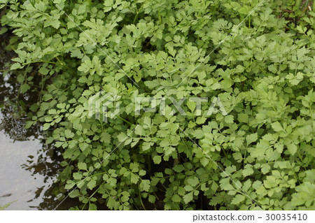 斯里食品03 30035410