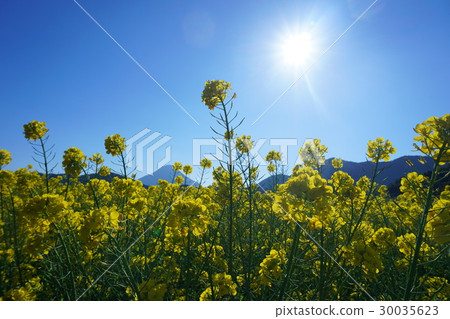 強姦花朵曬太陽 30035623