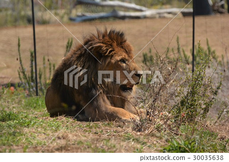Male lion at the zoo Male lion at the zoo 30035638