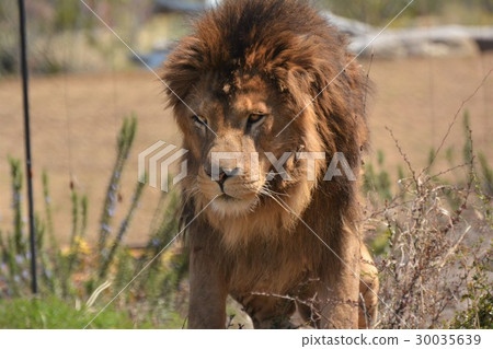 在動物園的公獅子 在動物園的公獅子 30035639