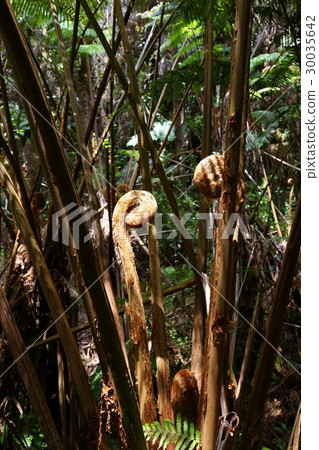 Akaka Falls State Park Hapuu 30035642