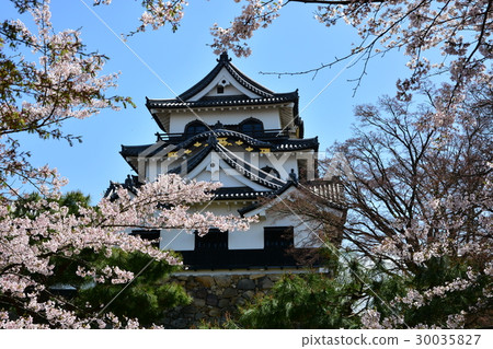 Hikone castle, cherry tree 30035827