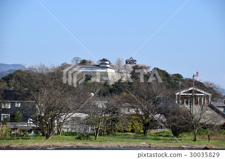 Hikone castle, cherry tree Hikone castle, cherry tree 30035829