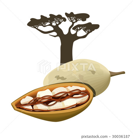 Baobab tree and fruit pod Isolated object 30036187