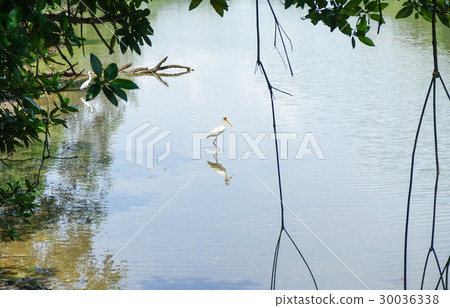 Sungai Blow Wetland Reserve Sungai Blow Wetland Reserve 30036338