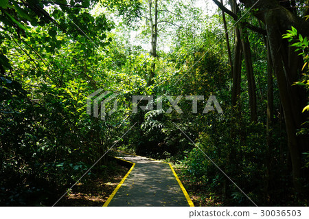 Sungai Blow濕地保護區 Sungai Blow濕地保護區 30036503