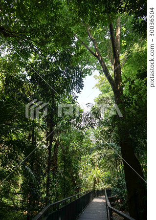 Sungai Blow濕地保護區 Sungai Blow濕地保護區 30036504