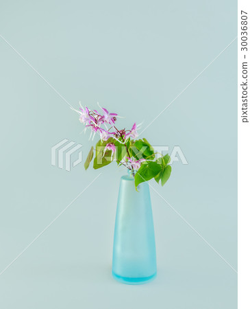 Freshwater leek Freshwater leek 30036807