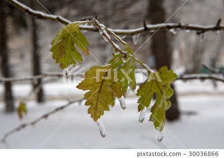 Beautiful ice drops froze on the leaves. Icy rain. Beautiful ice drops froze on the leaves. Icy rain. 30036866