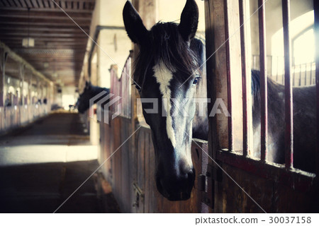 horses in their stalls, high noise, vintage effect horses in their stalls, high noise, vintage effect 30037158