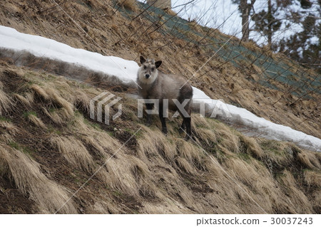Antelope Antelope 30037243
