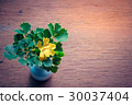 Ornamental  Plant with Green and Yellow leaves 30037404