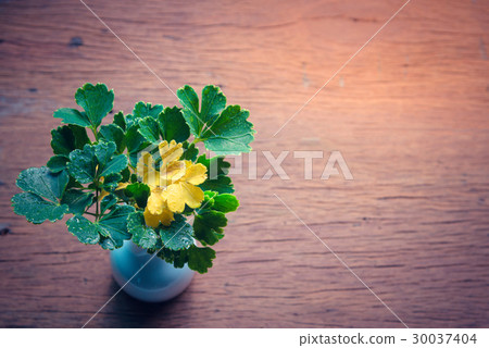 Ornamental  Plant with Green and Yellow leaves 30037404