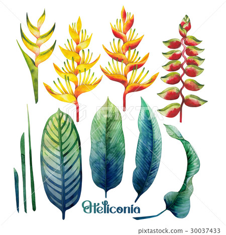 Watercolor heliconia collection Watercolor heliconia collection 30037433