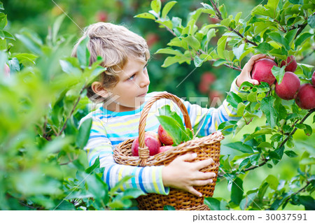 Little kid boy picking red apples on farm autumn 30037591
