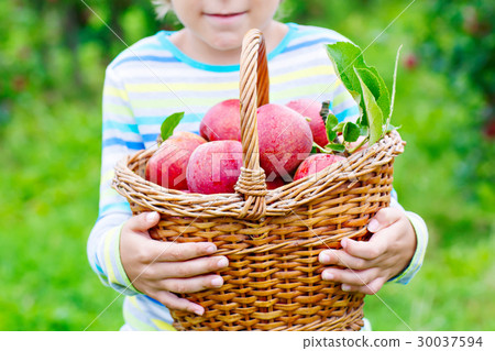 Little kid boy picking red apples on farm autumn 30037594