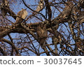 owl   30037645