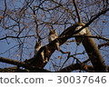 owl   30037646