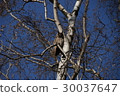 owl   30037647