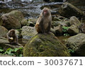 A monkey 30037671