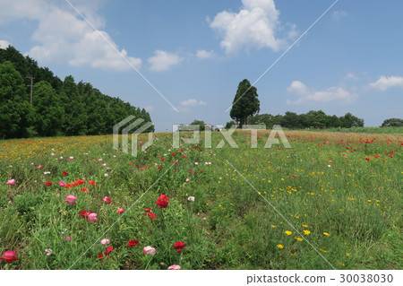 Menard Aoyamaresort~藥草園〜 30038030