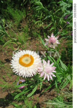 Menard Aoyamaresort ~ Herb Garden ~ 30038060