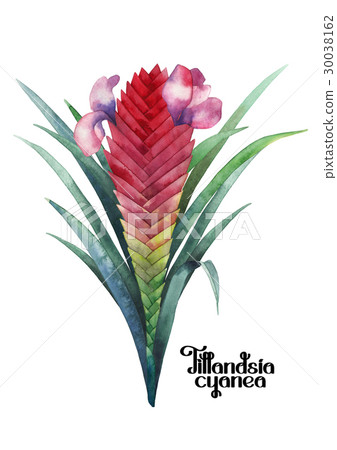 Watercolor tillandsia cyanea bouquet 30038162