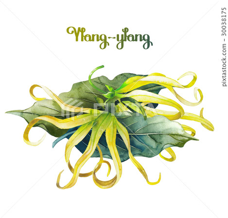 Watercolor ylang ylang Watercolor ylang ylang 30038175