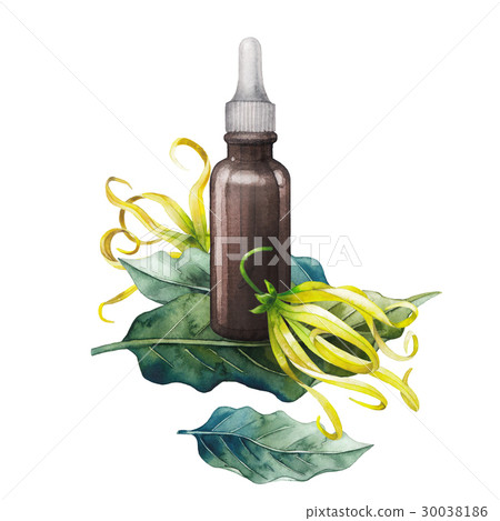 Watercolor ylang ylang oil Watercolor ylang ylang oil 30038186