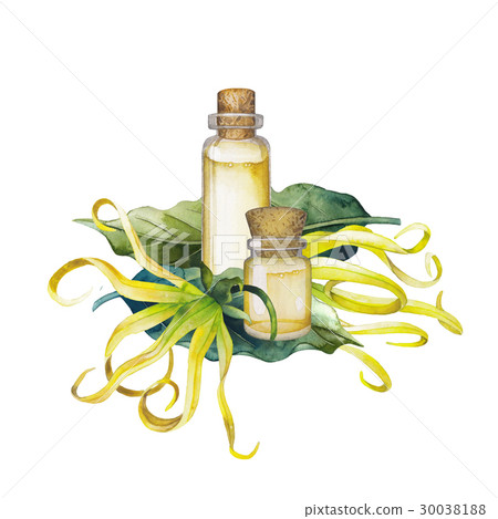 Watercolor ylang ylang oil Watercolor ylang ylang oil 30038188
