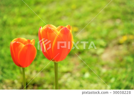 Close-up of tulip (two red) 30038228